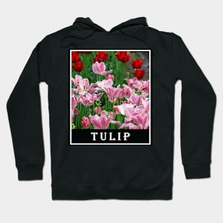 Beautiful Combination of Red Tulip Flower and Pink Tulip Flower Photography Hoodie